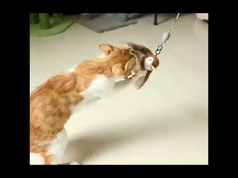 Інтерактивна музична іграшка кігтеточка для котів та собак миюча пташка горобець що махає крилами