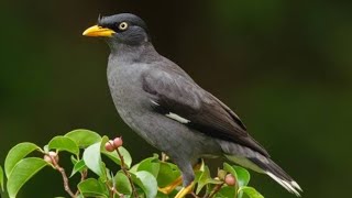 BEAUTIFUL BIRD VOICES || A STARLING THAT CALLS ITS FRIENDS