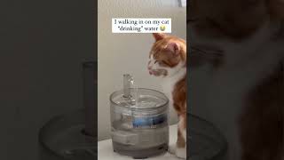 Funny Cats 😹 Episode 28 #Shorts