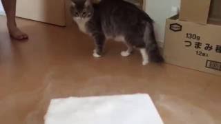 初めてドライアイスを見た猫 ノルウェージャンフォレストキャット For the first time Cat saw the dry ice. Norwegian Forest Cat.