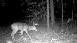 Moultrie Trail Camera Video DOE URINE Experiment 6/6