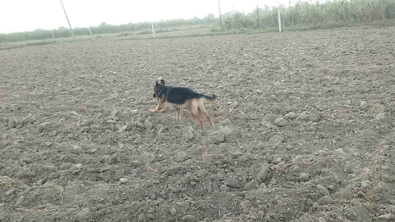 shippy n khet m khub maje liye😀grip bhi lgayi