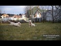 Dandie Dinmont terrier puppies の動画、YouTube動画。