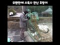 오랜만에 사육사 봐서 난리난 호랑이 Mp3 Song