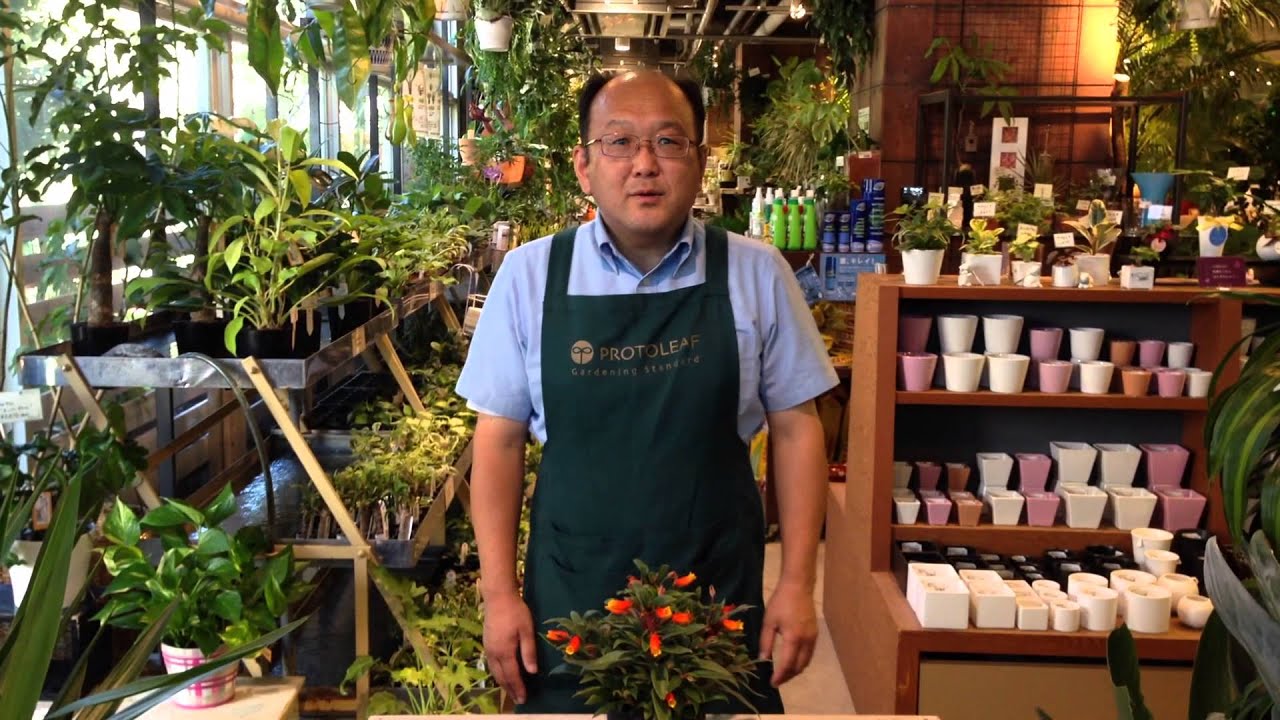 シーマニアの育て方 日常管理 Youtube