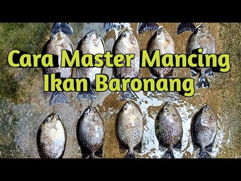 Umpan Jitu ikan baronang | Strike Bertubi Tubi