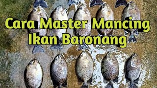 Umpan Jitu ikan baronang | Strike Bertubi Tubi