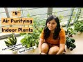 BEST "5" Air Purifying Indoor Plants for beginners 2019 | Shachi Mall