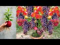 New Technique : For Grafting Apple and Grape Fruits Using Aloe Vera in Coconut Fruit