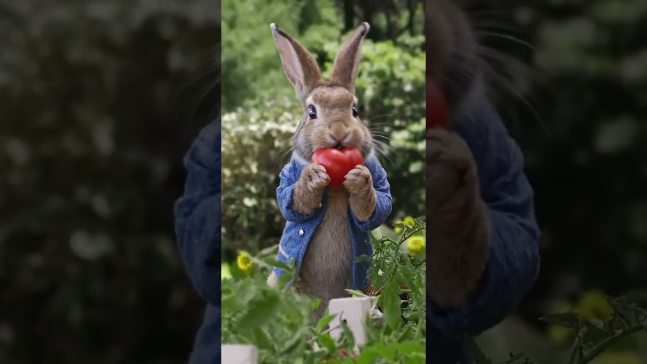 Peter Rabbit Eating Tomato - YouTube