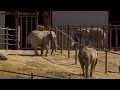 Elephants on Board : A Journey to Remember - the fifth estate