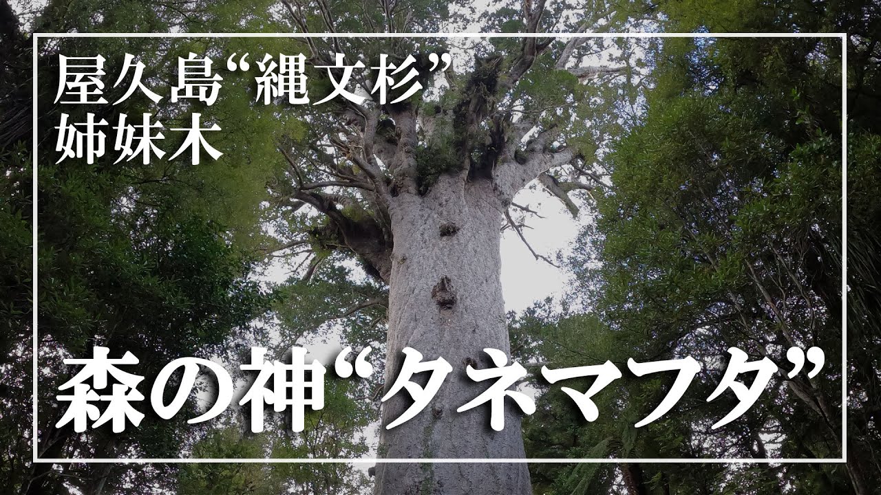 Nzの由緒ある庶民向け公共温泉 ツランギ トカアヌ温泉 源泉掛け流し 肌に優しい美人の湯 Youtube