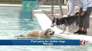 Shelter #dogs enjoy pool party in Wausau
