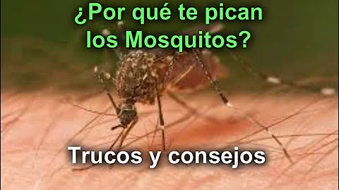 ¿Cómo evitar que te piquen los mosquitos?