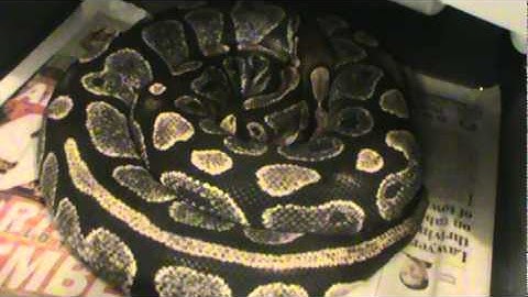 Ball python collection