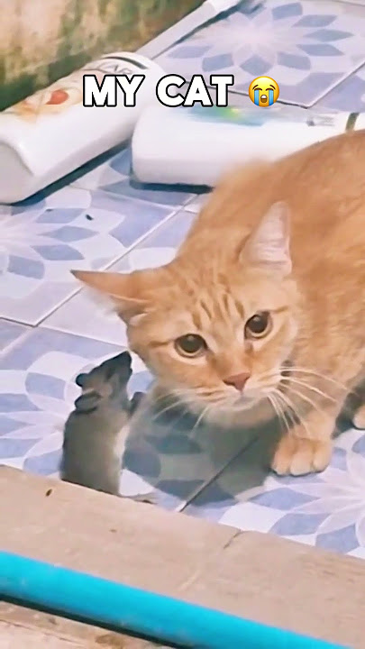 My Friends Cat vs My Cat 🐱😭