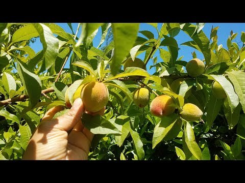 Video: Container Peach Tree Care - Cara Menanam Pohon Persik Dalam Wadah
