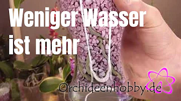 Wie viel Wasser braucht eine Orchidee am Tag?