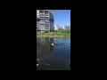 Собака лабрадор Тафгай купается в пруду | Щенок лабрадора спасатель бегает за палкой