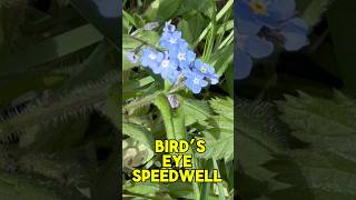 Spotted These Wildflowers On Sewell Greenway Bedfordshire UK