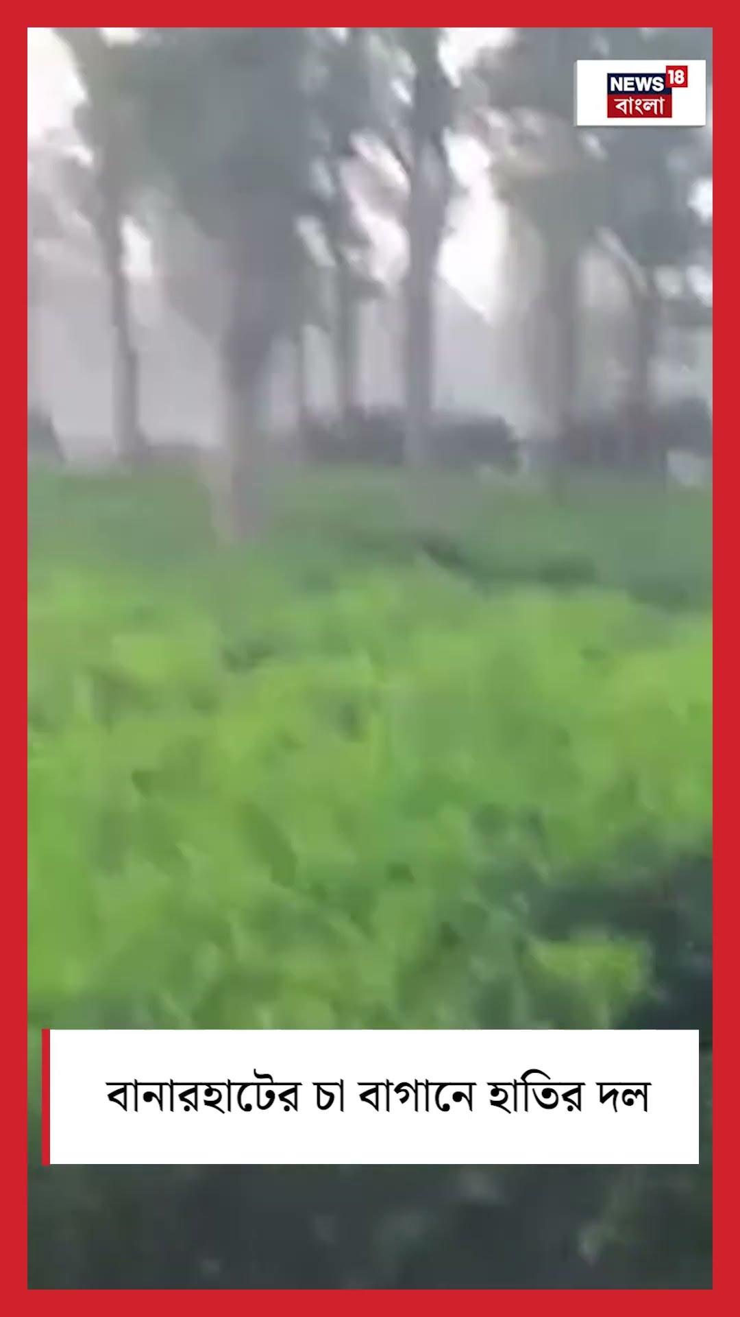 Banarhat এর Tea Garden এ হাতির দল, দেখুন সেই ছবি | Bangla News | #shorts