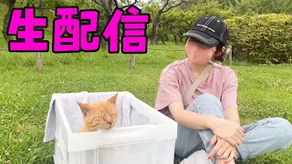 保護猫ライフと生配信