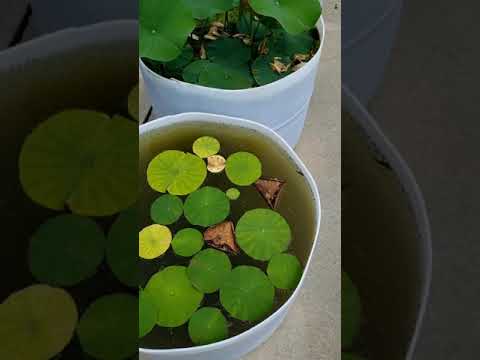 Video: Plantas con flores acuáticas: cultivo de flores de estanque populares