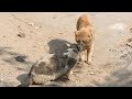 BIG FAT CATS FIGHT  |  Unstoppable Fight!!!