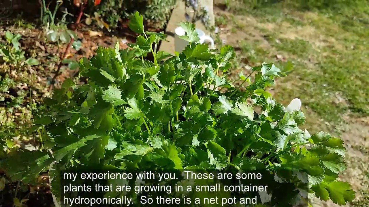 Growing Coriander Cilantro Prevent Bolting of coriander YouTube