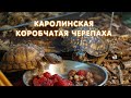 Каролинская коробчатая черепаха (Terrapene carolina)