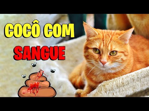 Vídeo: O que causa sangue nas fezes dos gatos?