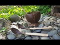 How to make spoon and cup from coconut shell