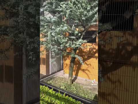 喋る鳥発見！