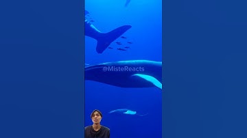 What if The Bloop exist? #shorts #short #seamonster #thebloop #creature #scary