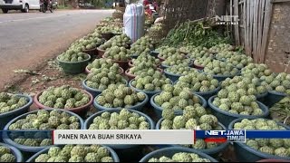 NET. JATIM - PANEN RAYA BUAH SRIKAYA