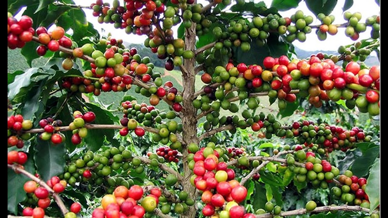 كيف تستثمر أموالك في تنزانيا / تصدير البن والشاي والموز وغيرها من المنتجات التنزانية