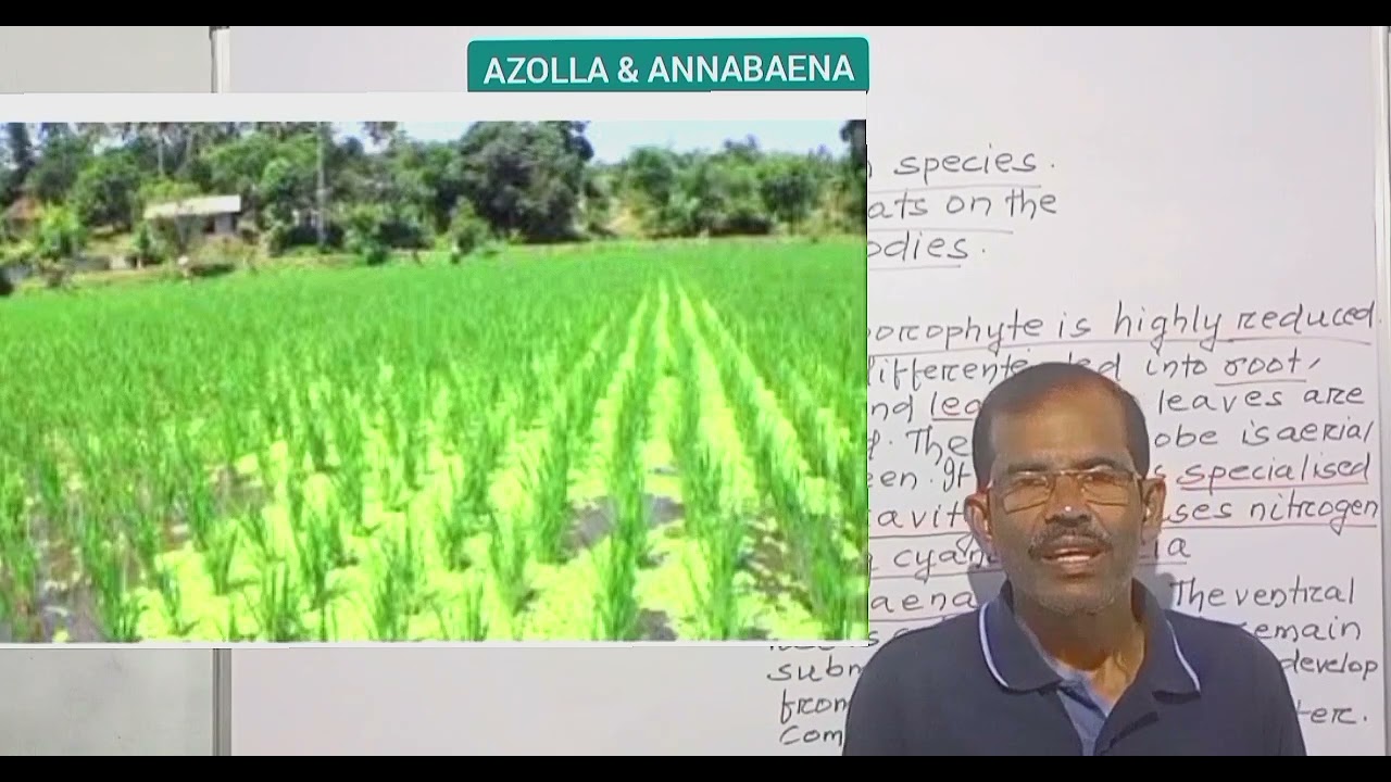 BIOFERTILIZER -ANABAENA & AZOLLA @SAM BIOLOGY 🧫 CLASS.