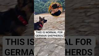 German Shepherd vocal behavior is normal and not always a sign of aggression