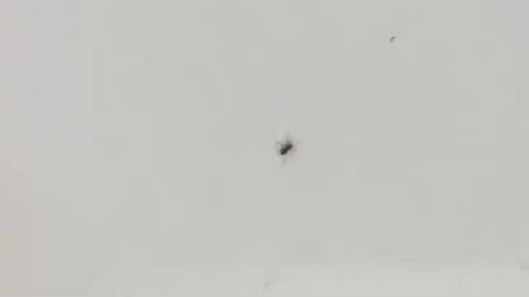 Spider movement reference for animation