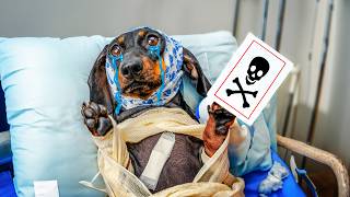 Psychic Was Right! Cute & funny dachshund dog video!