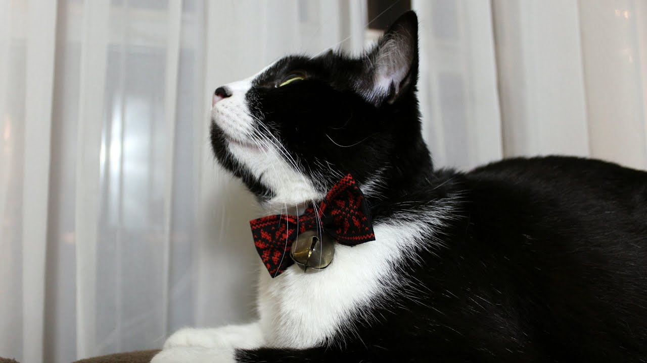 DIY Holiday Bow Tie for Pets Tutorial | The Sweetest Journey