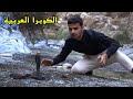 العثور على الكوبرا العربية في سلطنة ع مان Arabian Cobra 