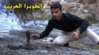 العثور على الكوبرا العربية في سلطنة عُمان Arabian cobra 🇴🇲