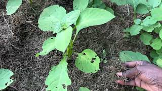Summer Backyard Garden