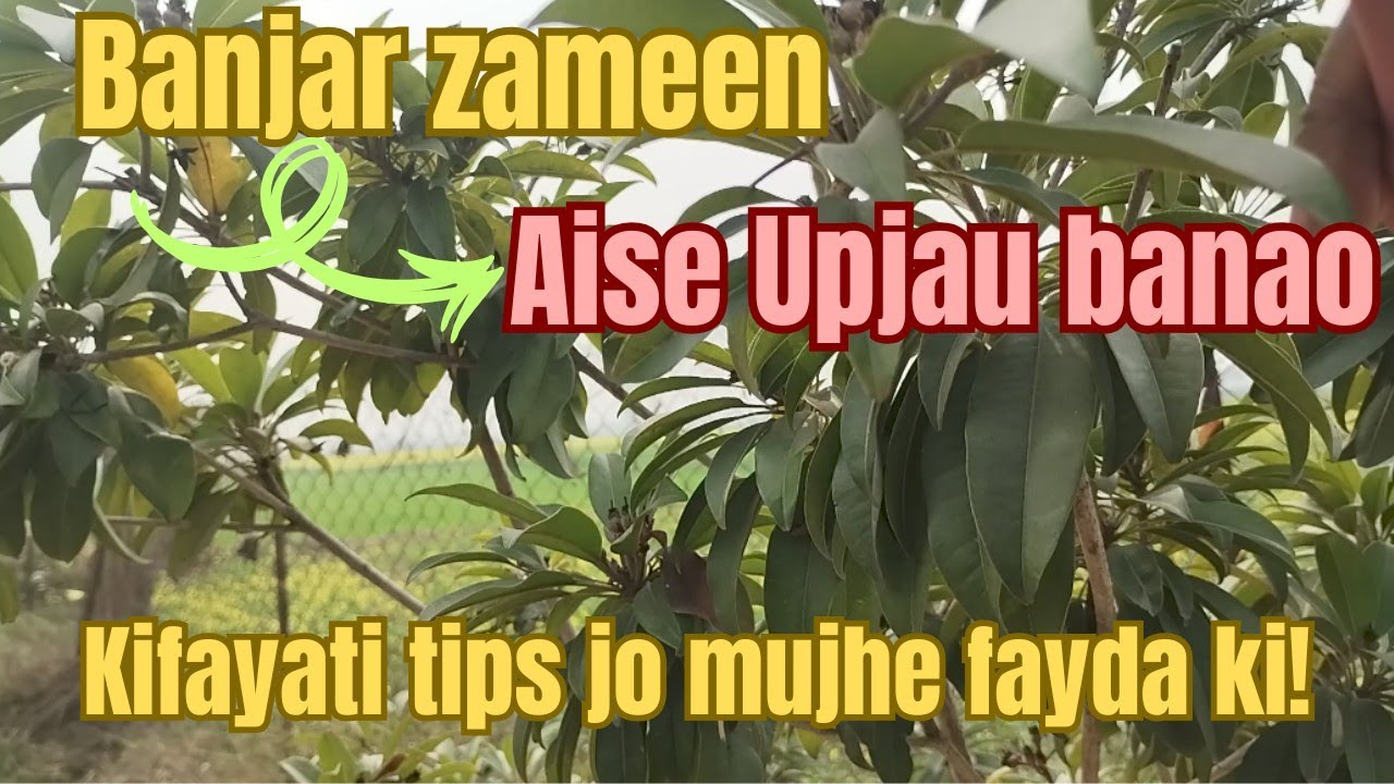 Banjer ko upjau ese anaye 