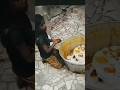 Don’t waste food please #food #shortsfeed #shorts #viralvideos
