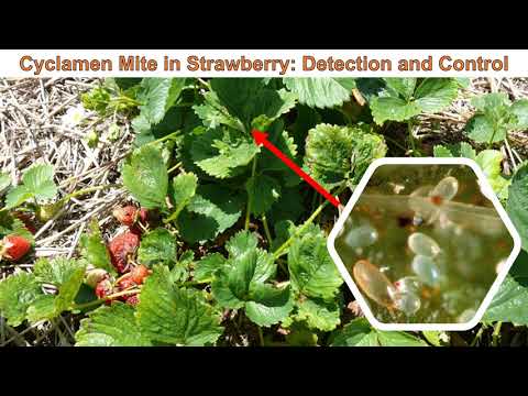 Video: Cyclamen mite Control – Ինչպիսի՞ն են ցիկլամենային տիզերը