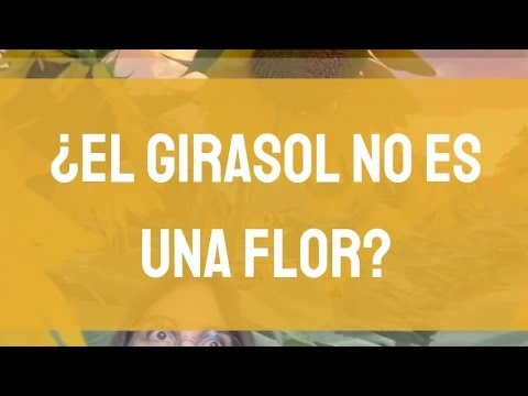 Video: ¿En el girasol son las flores liguladas?