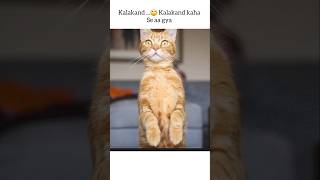 neeli pari peeli pari  #cat #tweetreels #aestheic #funny #funnycat #catphotos