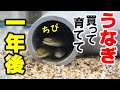 【うなぎ水槽】4匹の子供うなぎ、育てて一年後!大きくなったのか?
